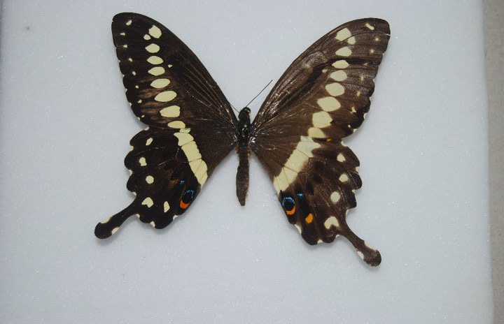 Papilio unid gynandromorphe bilateral (Internet Image property of respective owner, non-commercial use only)
